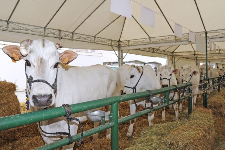 Agriumbria_fiera_bovini.jpg