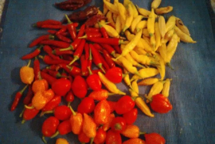agricultura_peperoncini.jpg