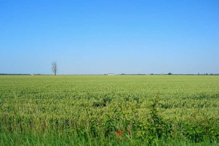 campi_4.jpg