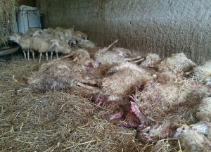 Pecore uccise e pecore rimaste vive all'allevamento di Scansano (Gr)