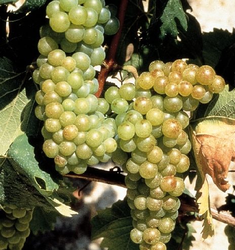 moscato.jpg