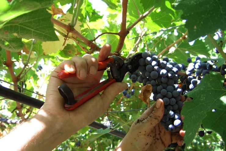 vendemmia_12.jpg