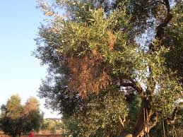 Olivo in Puglia colpito da xylella