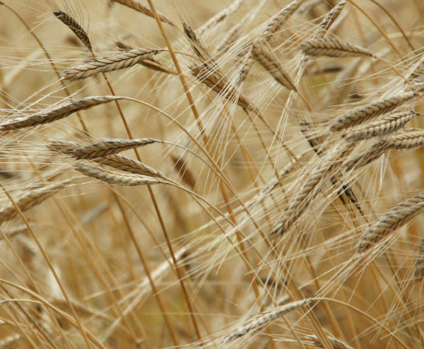 grano_anteprima-600x600