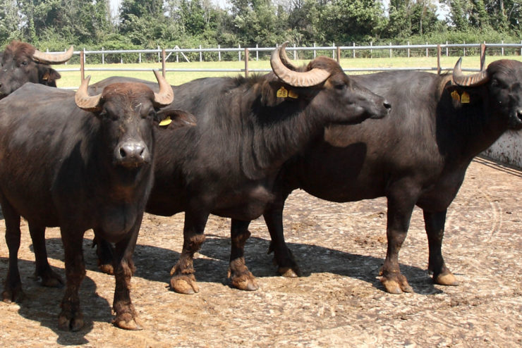 bufale