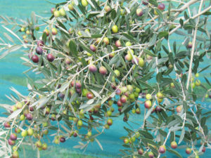 coltivazione-olivo