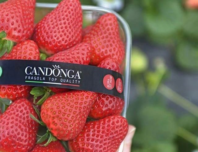 fragole con marchio Candonga Fragola Top Quality