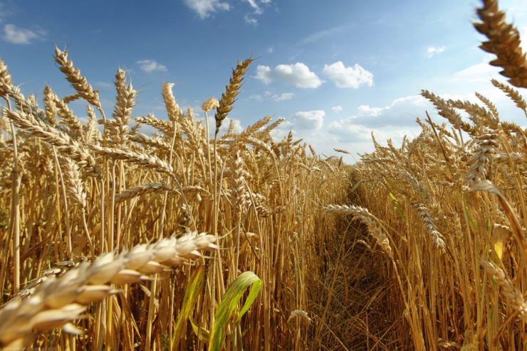 grano