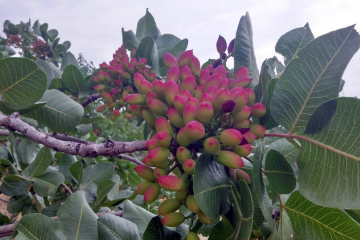 pistacchio_2