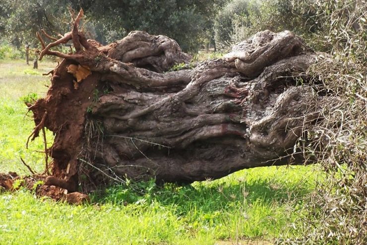 olivo_xylella
