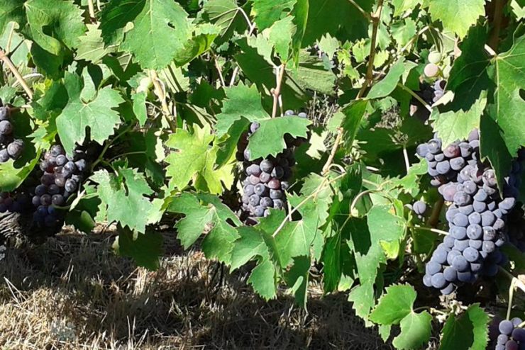 sangiovese_1