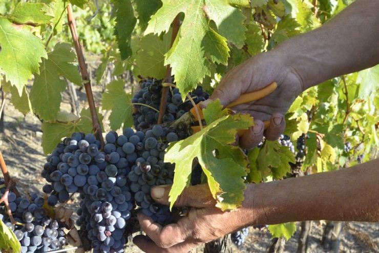 orcia vendemmia 2017 sangiovese-1