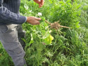 L’azione delle radici delle colture da sovescio migliora la qualità e le caratteristiche del suolo