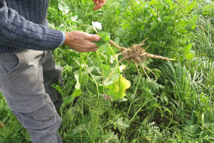 L’azione delle radici delle colture da sovescio migliora la qualità e le caratteristiche del suolo