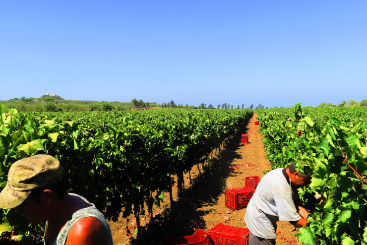 vendemmia planeta_4