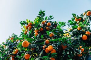 mandarini_agricultura_albero