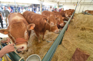 durante Agriumbria 2017 Mostra Nazionale Agricoltura Zootecnia Alimentazione presso Umbriafiere Bastia Umbra IT, 01 aprile 2017. Foto: Michele Benda [riferimento file: 2017-04-01/7K0_8032]