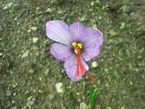 KITAI, primo fiore di zafferano di SafrandeCly - Copia