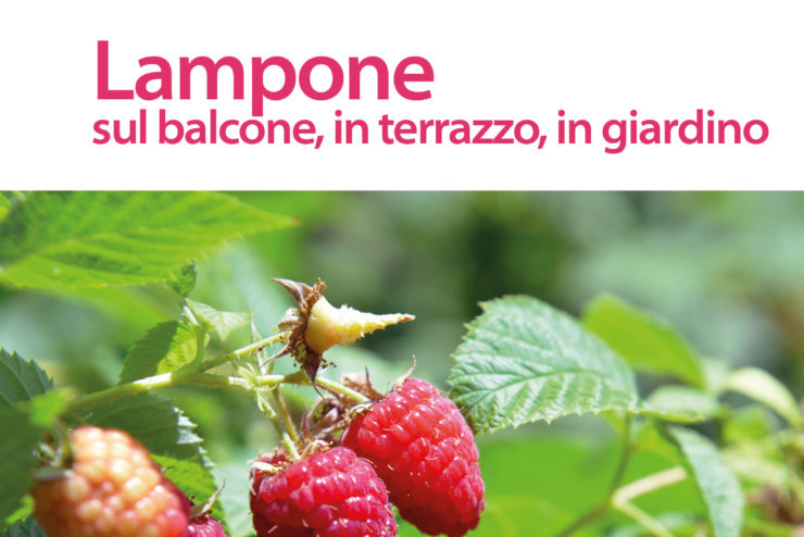 5535_20_03_2018_LAMPONE.indd