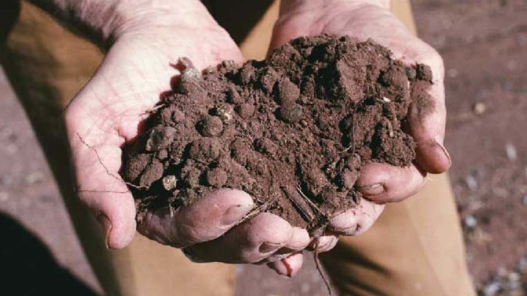Agricoltura biodinamica al Politecnico di Milano. La Lettera aperta sulla libertà di scienza