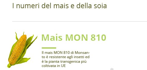 Mais transgenico e soia. Quali sono i numeri degli OGM in Europa? 
