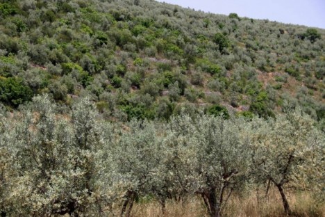 Gaudenzi, cresce l’oliveto e si caccia il tartufo
