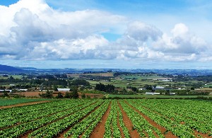 Da Banca Mps “Gestione agricoltura”,  nuovi strumenti finanziari per l’agroalimentare