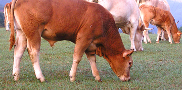 Contributi per tubercolosi bovina in Sardegna