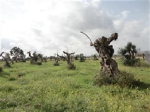 Due milioni di euro contro la Xylella killer. Lo annuncia l’assessore Nardoni (Puglia)
