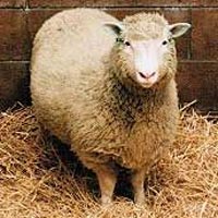L’Europa mette sul piatto la bistecca clonata