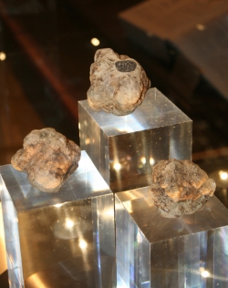 Caro-tartufo, prezzi alle stelle per il Marzuolo