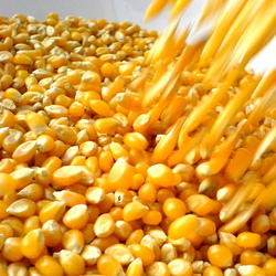 Poveri Ogm, povera Monsanto