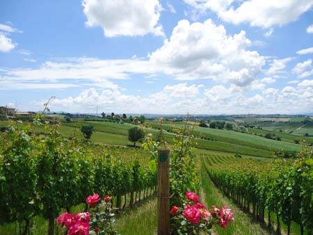 Pagati da Agea 200 milioni di euro in favore di 303mila aziende agricole