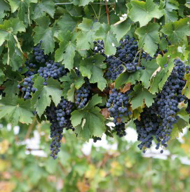 Più controlli sulla vendemmia da parte dell’Icqrf