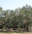 Olio, in Sicilia più che dimezzata la produzione. Pesanti ricadute sui produttori