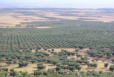 Il top degli oli di Puglia nella nuova Guida agli extravergine, alla decima edizione