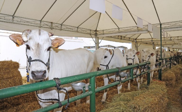Benessere animale, dalla Regione Toscana bando da 3 milioni per allevatori toscani che vogliono alzare gli standard