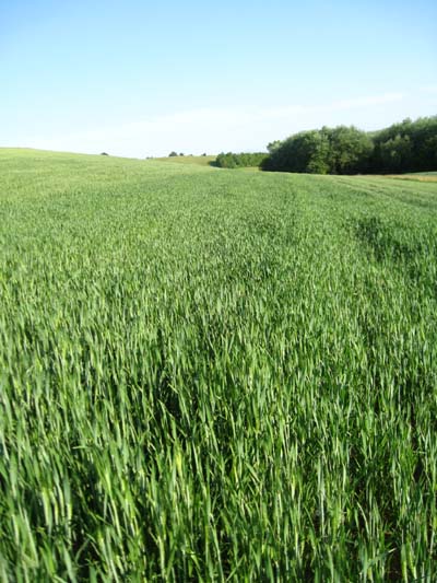 Uso sostenibile degli agrofarmaci: più tutele per tutti. Focus ad Alessandria il 26 novembre
