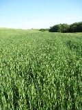 Piano assicurativo agricolo nazionale 2016, Confagricoltura: ‘Disattese richieste per rafforzamento gestione rischio’