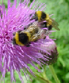 Pesticidi: per ora la Commissione Ue non decide su piano protezione api