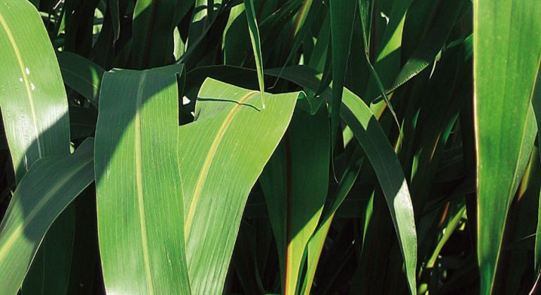 Semine primaverili: sorghi da foraggio e panico, risorsa per zootecnia e biogas