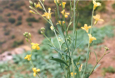 In Sicilia biodiesel dai campi della Mafia