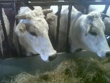 Zootecnia protagonista ad Agriumbria, dal 5 al 7 aprile