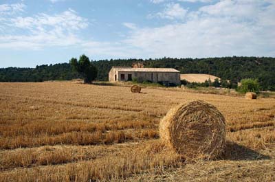 Conaf, allo studio i costi dell’agricoltura per rispettare l’ambiente