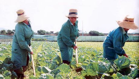 Imprese agricole ‘virtuose’. Riduzione Inail senza domanda