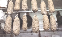 Capocollo, tipicità senese dal gusto intenso