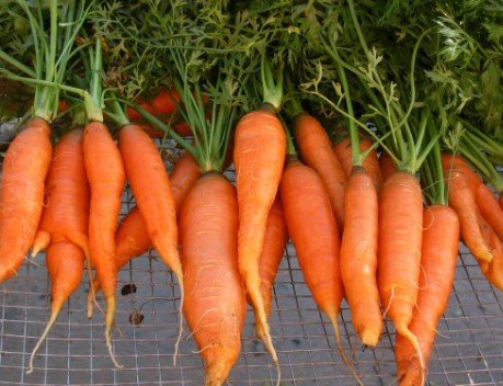 La Carota di Ispica IGP protagonista del racconto delle eccellenze agroalimentari con il progetto DOS Sicilia