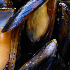 Veneto, la Cozza di Scardovari verso la Dop