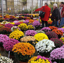 Mercato fiori. Cia, Pescia: crisantemi prezzi in salute +20%. Ma con l’effetto Covid manca il prodotto (-30%) e calano le importazioni
