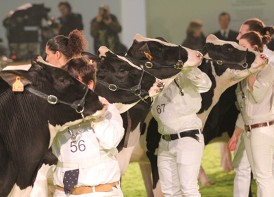 Mostre e aste animali a Fieragricola 2014. Si accendono i riflettori